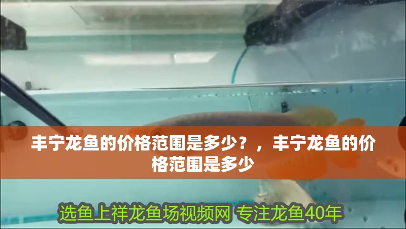 豐寧龍魚的價格范圍是多少？，豐寧龍魚的價格范圍是多少