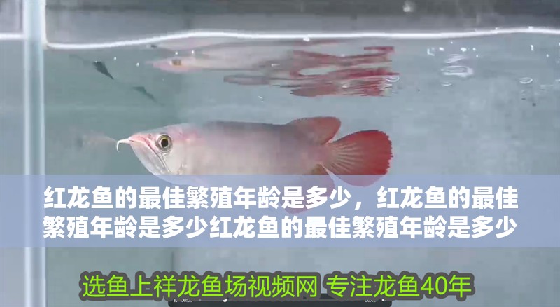 紅龍魚的最佳繁殖年齡是多少，紅龍魚的最佳繁殖年齡是多少紅龍魚的最佳繁殖年齡是多少
