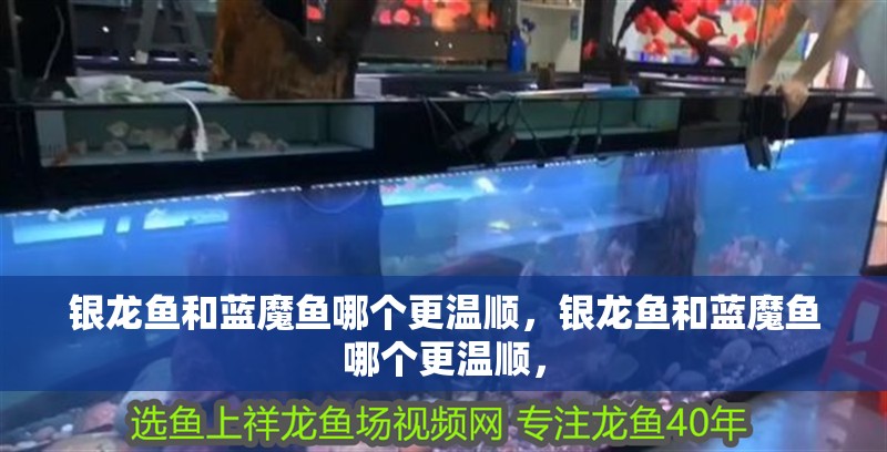 銀龍魚和藍魔魚哪個更溫順，銀龍魚和藍魔魚哪個更溫順，