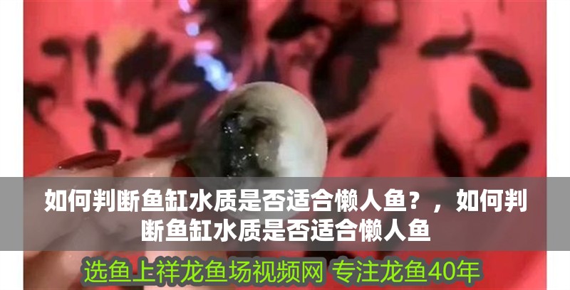如何判斷魚缸水質是否適合懶人魚？，如何判斷魚缸水質是否適合懶人魚