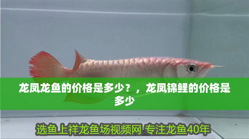 龍鳳龍魚的價格是多少？，龍鳳錦鯉的價格是多少