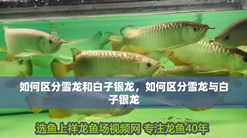 如何區分雪龍和白子銀龍，如何區分雪龍與白子銀龍