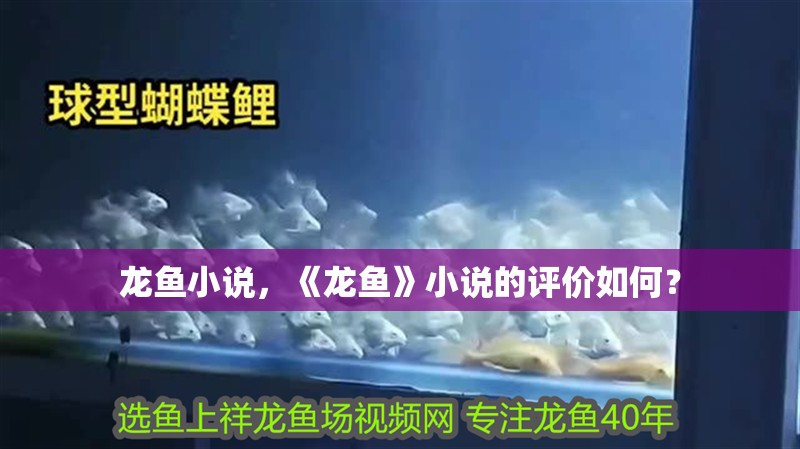 龍魚小說，《龍魚》小說的評價如何？