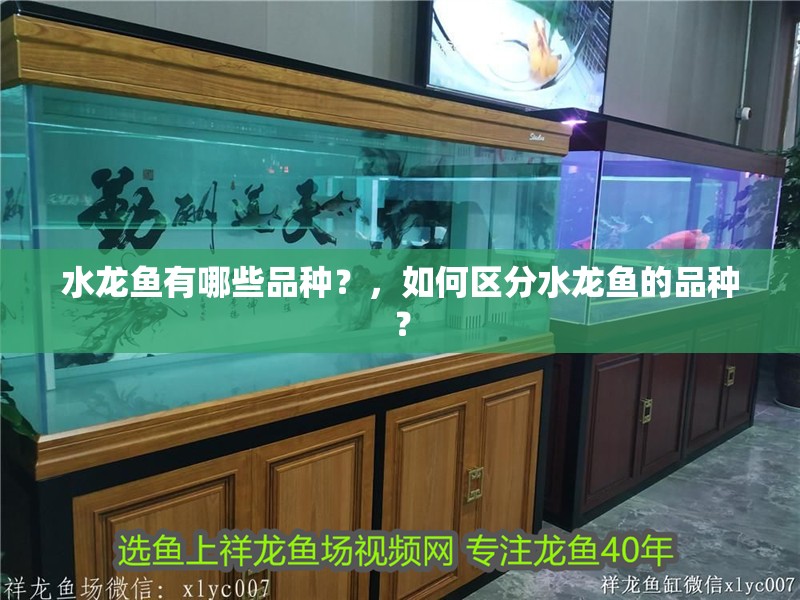 水龍魚有哪些品種？，如何區分水龍魚的品種？