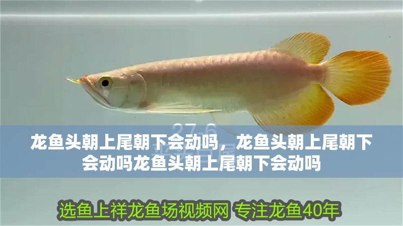 龍魚頭朝上尾朝下會(huì)動(dòng)嗎，龍魚頭朝上尾朝下會(huì)動(dòng)嗎龍魚頭朝上尾朝下會(huì)動(dòng)嗎