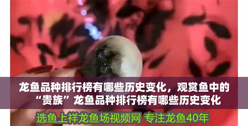 龍魚品種排行榜有哪些歷史變化，觀賞魚中的“貴族”龍魚品種排行榜有哪些歷史變化
