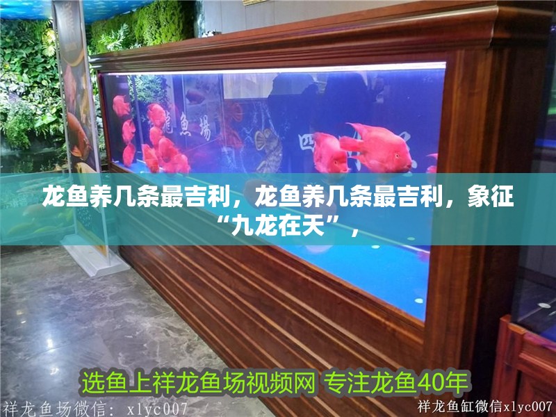 龍魚養幾條最吉利，龍魚養幾條最吉利，象征“九龍在天”，