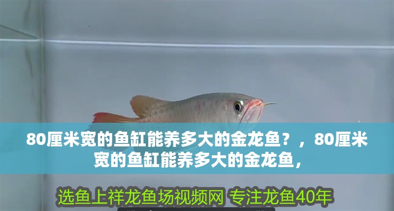 80厘米寬的魚缸能養多大的金龍魚？，80厘米寬的魚缸能養多大的金龍魚，