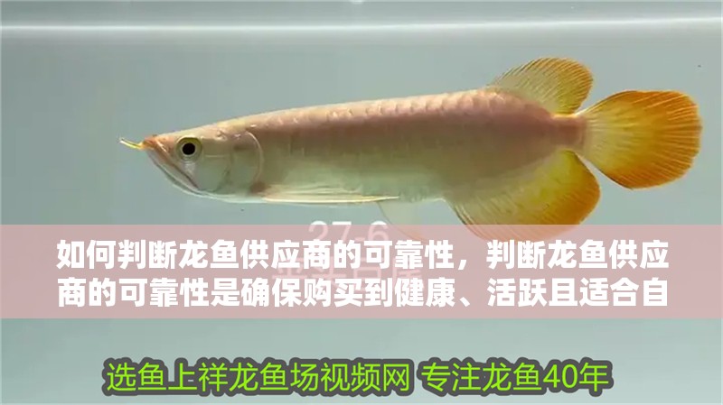 如何判斷龍魚供應商的可靠性，判斷龍魚供應商的可靠性是確保購買到健康、活躍且適合自己魚缸環境的龍魚關鍵