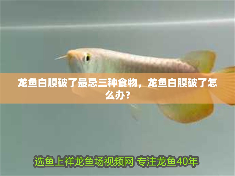 龍魚白膜破了最忌三種食物，龍魚白膜破了怎么辦？
