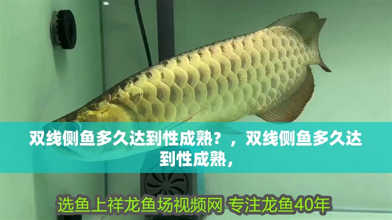 雙線側魚多久達到性成熟？，雙線側魚多久達到性成熟，