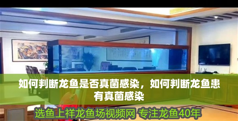 如何判斷龍魚是否真菌感染，如何判斷龍魚患有真菌感染
