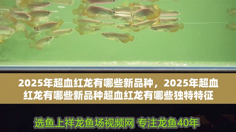 2025年超血紅龍有哪些新品種，2025年超血紅龍有哪些新品種超血紅龍有哪些獨特特征