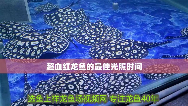 超血紅龍魚的最佳光照時(shí)間