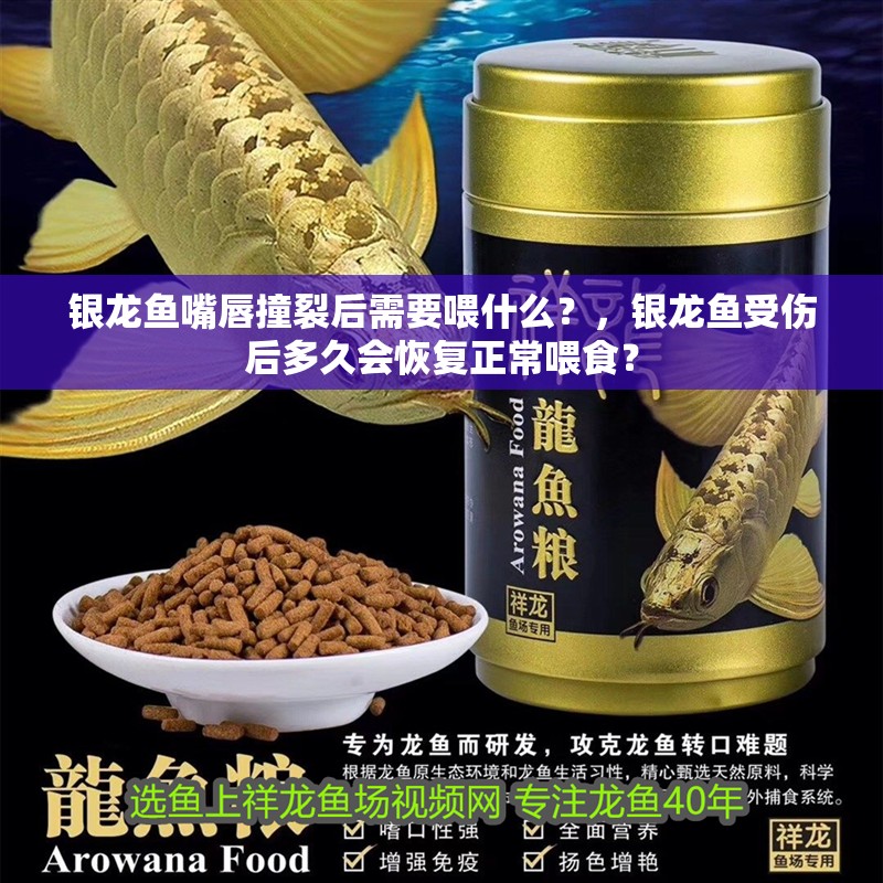 銀龍魚嘴唇撞裂后需要喂什么？，銀龍魚受傷后多久會恢復正常喂食？