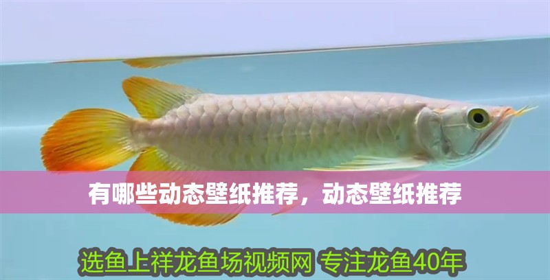 有哪些動態(tài)壁紙推薦，動態(tài)壁紙推薦