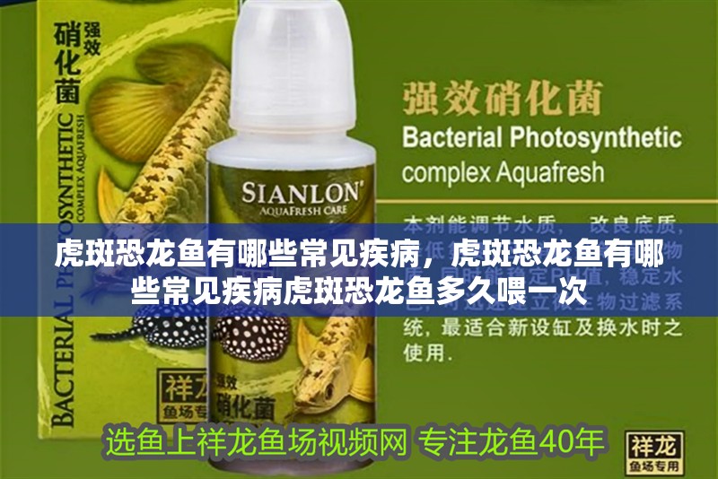 虎斑恐龍魚有哪些常見疾病，虎斑恐龍魚有哪些常見疾病虎斑恐龍魚多久喂一次