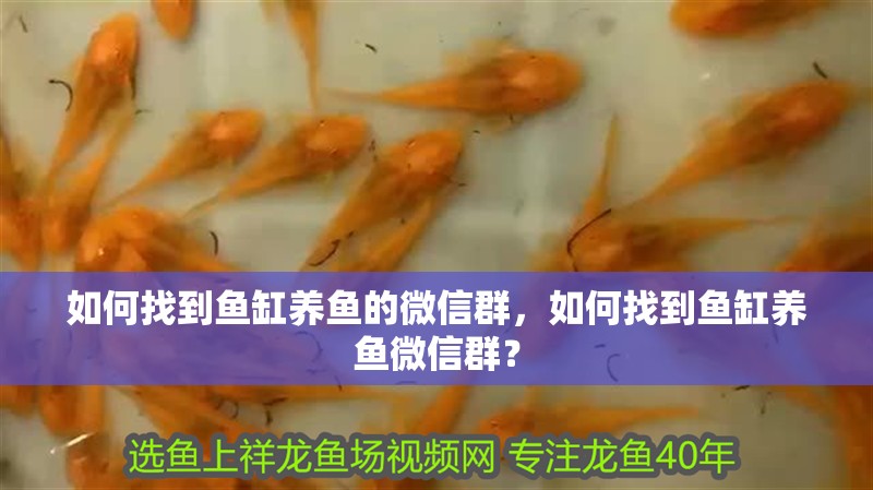 如何找到魚缸養魚的微信群，如何找到魚缸養魚微信群？