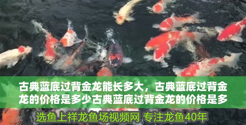 古典藍底過背金龍能長多大，古典藍底過背金龍的價格是多少古典藍底過背金龍的價格是多少