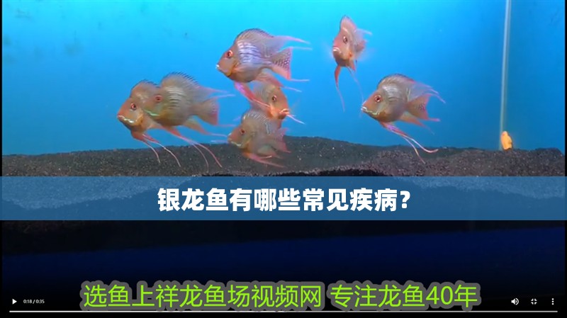 銀龍魚有哪些常見疾病？