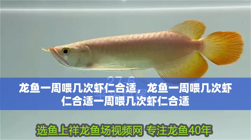 龍魚一周喂幾次蝦仁合適，龍魚一周喂幾次蝦仁合適一周喂幾次蝦仁合適
