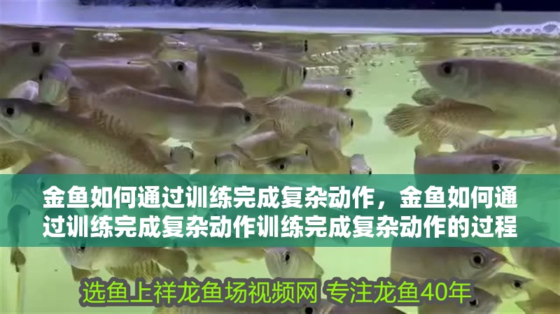 金魚(yú)如何通過(guò)訓(xùn)練完成復(fù)雜動(dòng)作，金魚(yú)如何通過(guò)訓(xùn)練完成復(fù)雜動(dòng)作訓(xùn)練完成復(fù)雜動(dòng)作的過(guò)程
