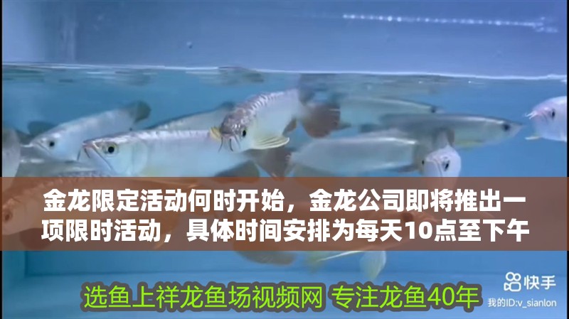金龍限定活動何時開始，金龍公司即將推出一項限時活動，具體時間安排為每天10點至下午6點