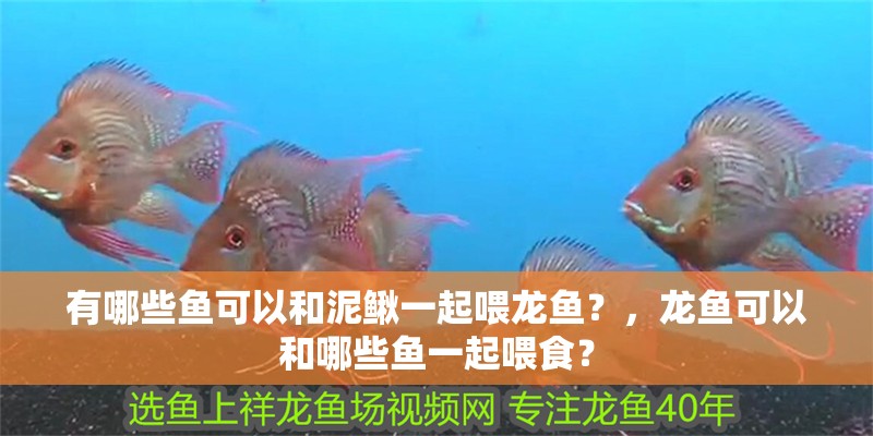 有哪些魚可以和泥鰍一起喂龍魚？，龍魚可以和哪些魚一起喂食？