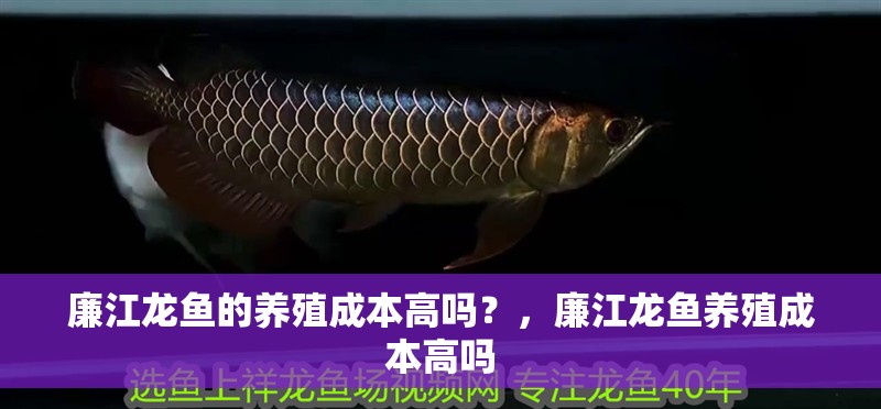 廉江龍魚的養殖成本高嗎？，廉江龍魚養殖成本高嗎