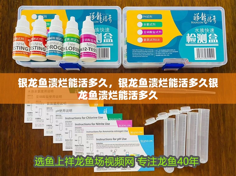 銀龍魚潰爛能活多久，銀龍魚潰爛能活多久銀龍魚潰爛能活多久