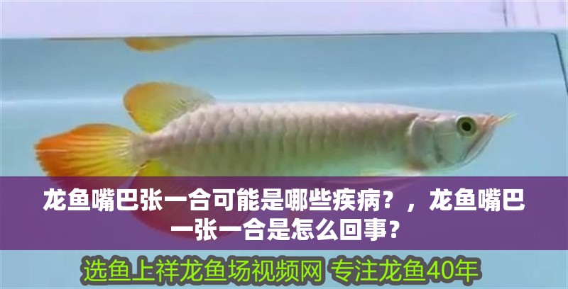 龍魚嘴巴張一合可能是哪些疾病？，龍魚嘴巴一張一合是怎么回事？