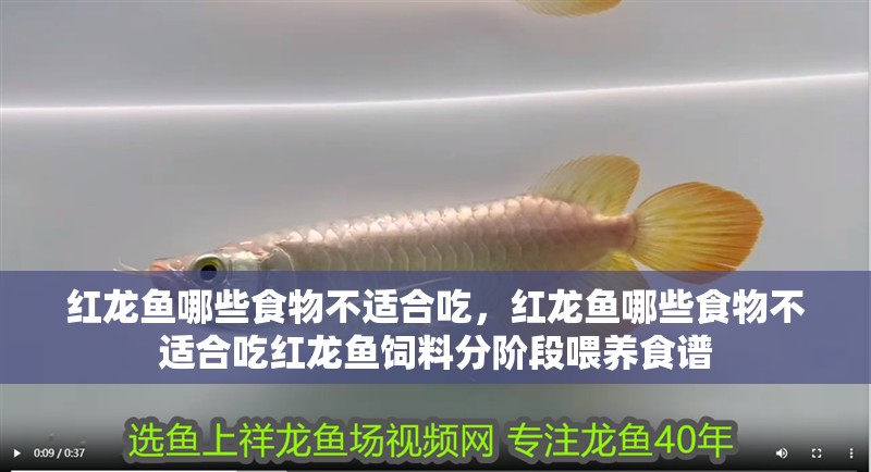 紅龍魚(yú)哪些食物不適合吃，紅龍魚(yú)哪些食物不適合吃紅龍魚(yú)飼料分階段喂養(yǎng)食譜
