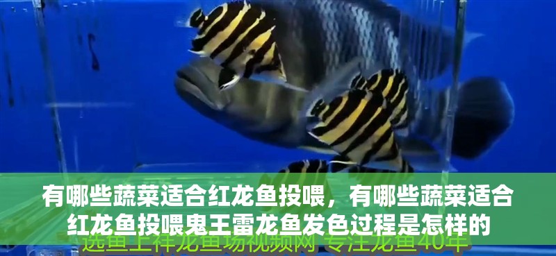有哪些蔬菜適合紅龍魚投喂，有哪些蔬菜適合紅龍魚投喂鬼王雷龍魚發色過程是怎樣的