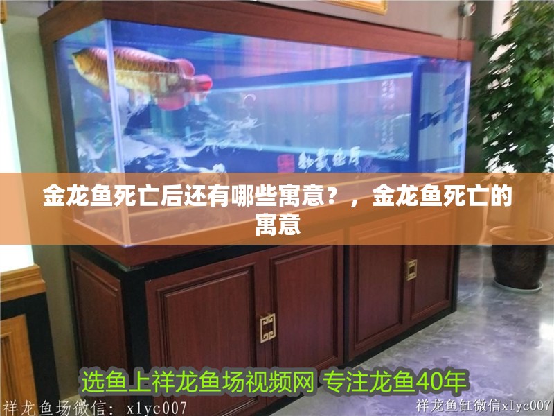 金龍魚死亡后還有哪些寓意？，金龍魚死亡的寓意