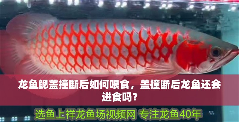 龍魚鱗片發(fā)黑會(huì)傳染嗎