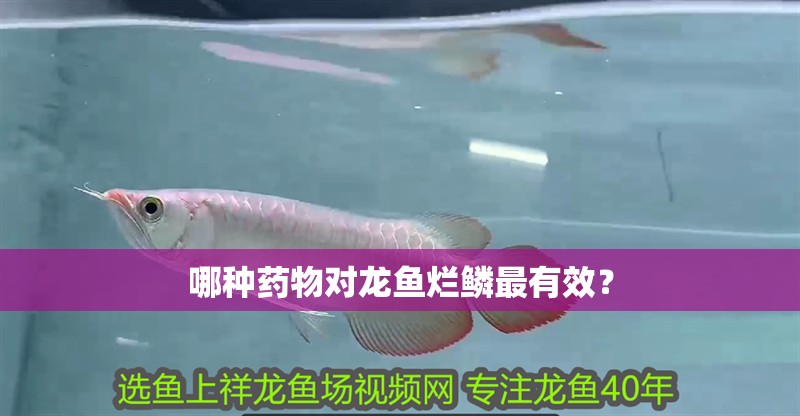 哪種藥物對龍魚爛鱗最有效？