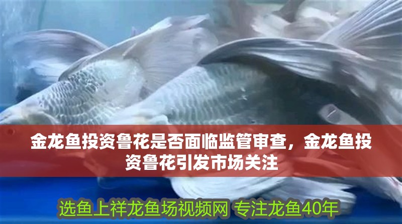 金龍魚投資魯花是否面臨監管審查，金龍魚投資魯花引發市場關注