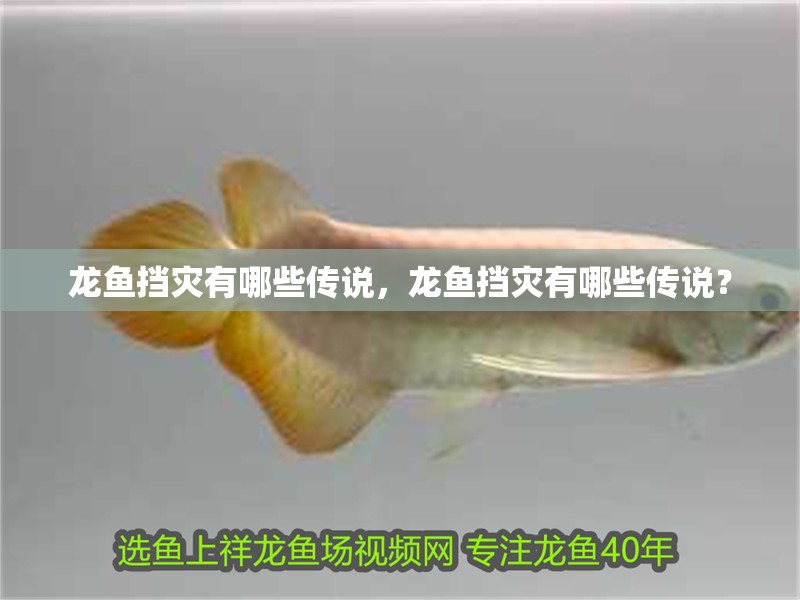 龍魚擋災有哪些傳說，龍魚擋災有哪些傳說？