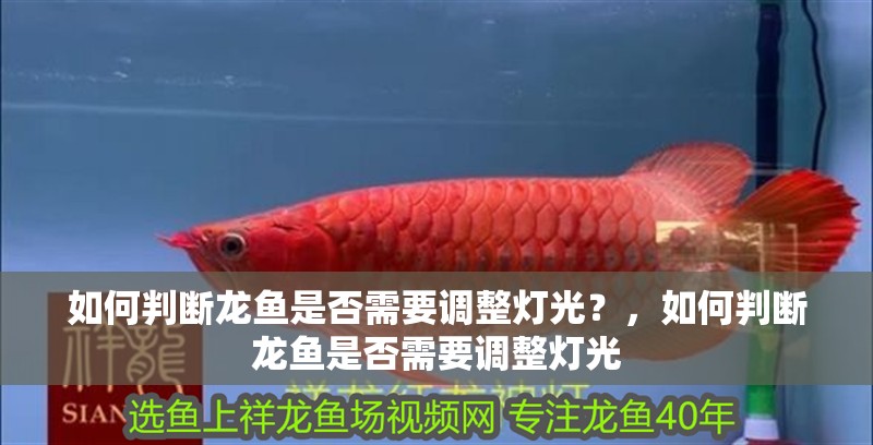 如何判斷龍魚是否需要調整燈光？，如何判斷龍魚是否需要調整燈光