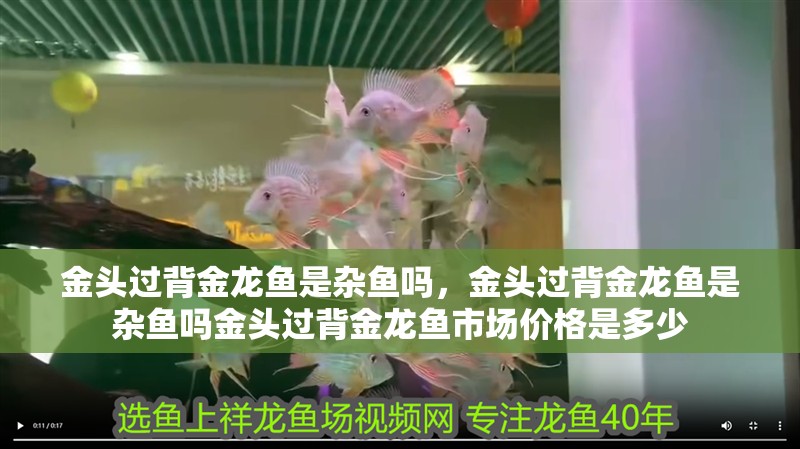 金頭過背金龍魚是雜魚嗎，金頭過背金龍魚是雜魚嗎金頭過背金龍魚市場價格是多少