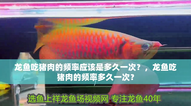龍魚吃豬肉的頻率應(yīng)該是多久一次？，龍魚吃豬肉的頻率多久一次？