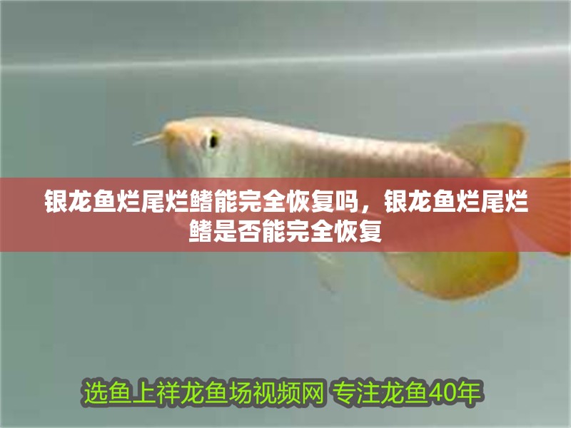 銀龍魚爛尾爛鰭能完全恢復(fù)嗎，銀龍魚爛尾爛鰭是否能完全恢復(fù)