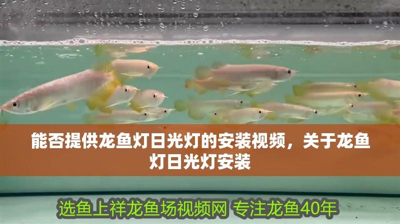 能否提供龍魚燈日光燈的安裝視頻，關于龍魚燈日光燈安裝