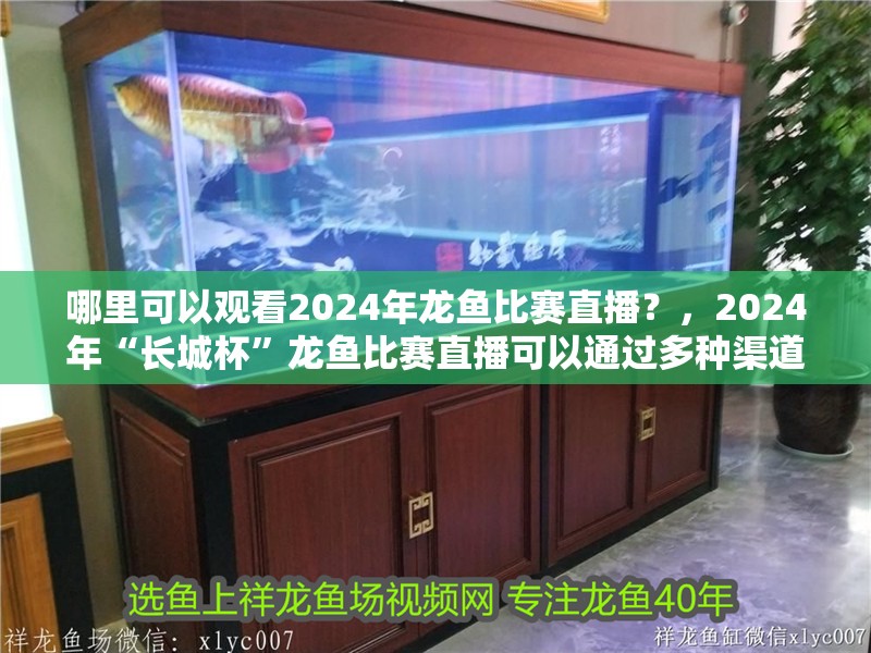 哪里可以觀看2024年龍魚比賽直播？，2024年“長城杯”龍魚比賽直播可以通過多種渠道觀看