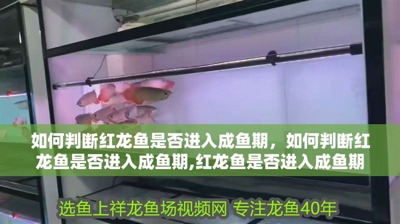 如何判斷紅龍魚是否進入成魚期，如何判斷紅龍魚是否進入成魚期,紅龍魚是否進入成魚期