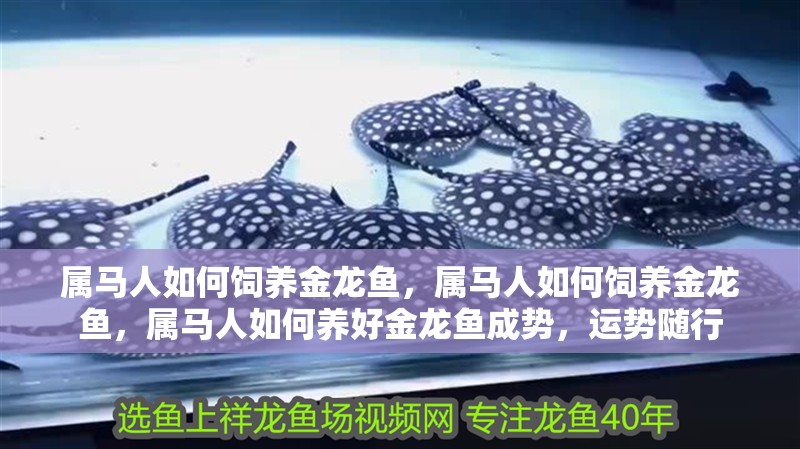 屬馬人如何飼養(yǎng)金龍魚，屬馬人如何飼養(yǎng)金龍魚，屬馬人如何養(yǎng)好金龍魚成勢，運勢隨行