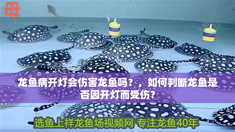 龍魚病開燈會傷害龍魚嗎？，如何判斷龍魚是否因開燈而受傷？