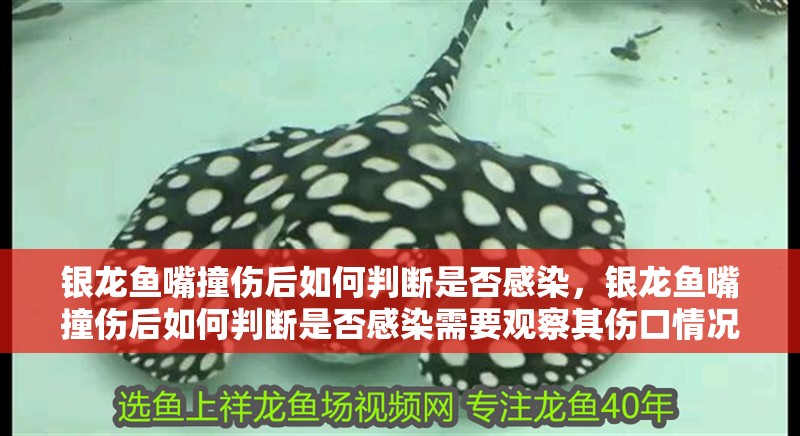 銀龍魚嘴撞傷后如何判斷是否感染，銀龍魚嘴撞傷后如何判斷是否感染需要觀察其傷口情況和行為變化