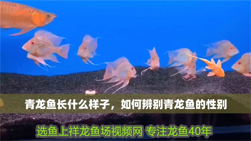 青龍魚長什么樣子，如何辨別青龍魚的性別