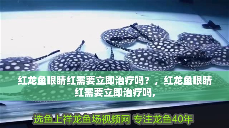 紅龍魚眼睛紅需要立即治療嗎？，紅龍魚眼睛紅需要立即治療嗎,